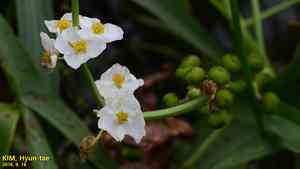 Threeleaf arrowhead(Sagittaria trifolia)