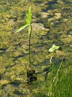 Arrowheads (Sagittaria)(Sagittaria)