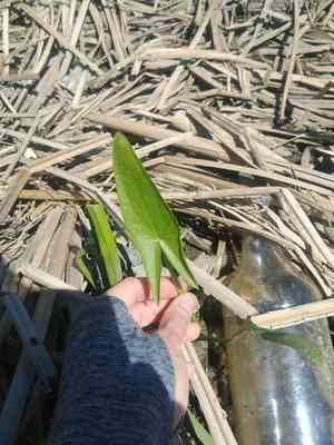 Arrowheads (Sagittaria)(Sagittaria)