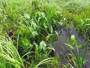 Arrowheads (Sagittaria)(Sagittaria)