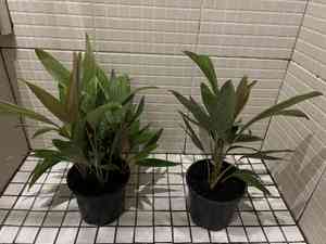 Salak palm(Salacca zalacca)