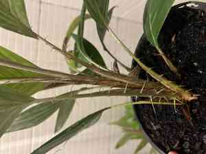 Salak palm(Salacca zalacca)