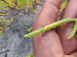 Dwarf saltwort(Salicornia bigelovii)