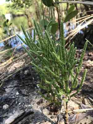 Dwarf saltwort(Salicornia bigelovii)