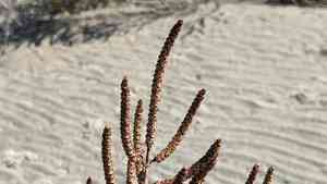 Dwarf saltwort(Salicornia bigelovii)