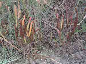 Dwarf saltwort(Salicornia bigelovii)