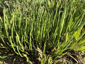 Perennial glasswort(Salicornia perennis)