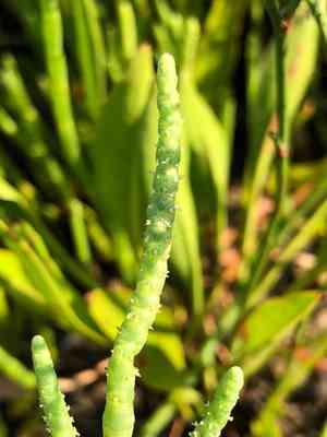 Perennial glasswort(Salicornia perennis)