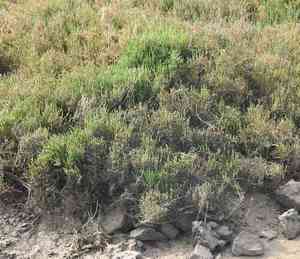 Perennial glasswort(Salicornia perennis)