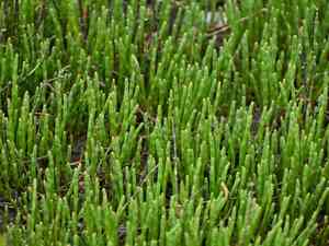 Perennial glasswort(Salicornia perennis)
