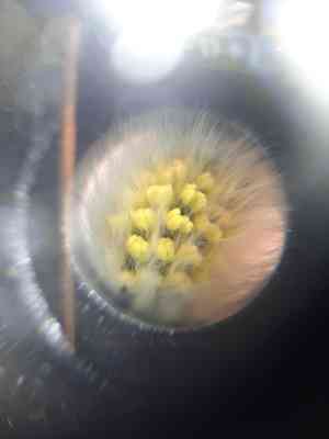 Sharp-leaved willow(Salix acutifolia)