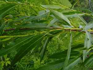 Sharp-leaved willow(Salix acutifolia)