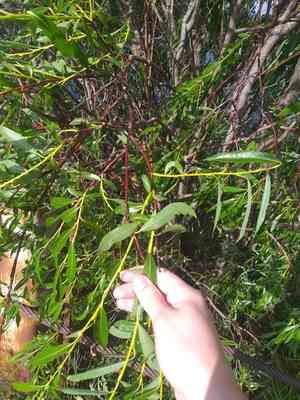 Sharp-leaved willow(Salix acutifolia)