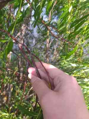 Sharp-leaved willow(Salix acutifolia)