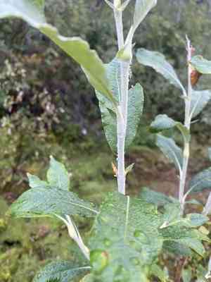 Alaska willow(Salix alaxensis)