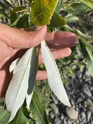 Alaska willow(Salix alaxensis)