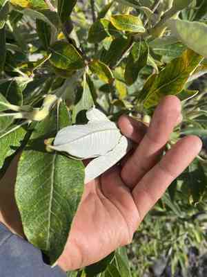 Alaska willow(Salix alaxensis)
