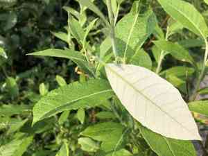 Alaska willow(Salix alaxensis)