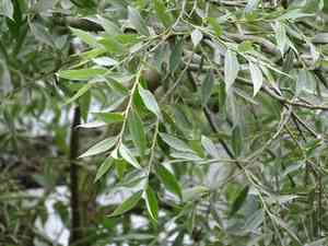 White willow(Salix alba)