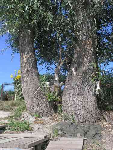 White willow(Salix alba)