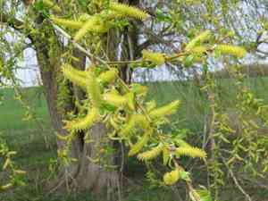White willow(Salix alba)