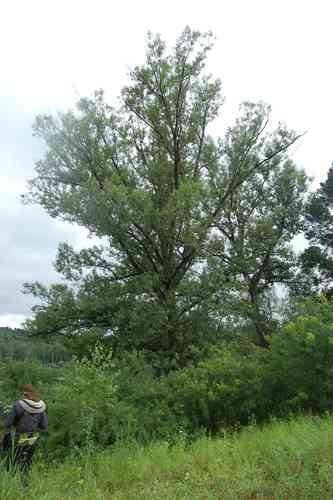 White willow(Salix alba)