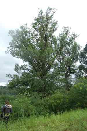White willow(Salix alba)