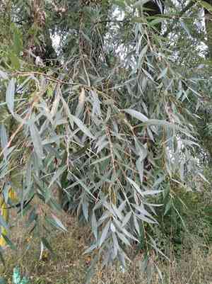 White willow(Salix alba)