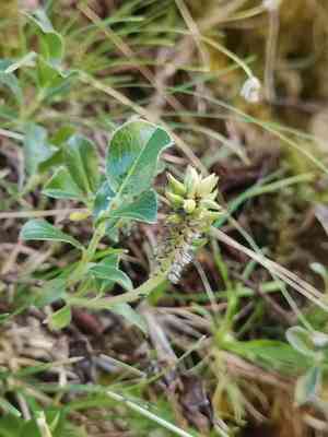 Alpine willow(Salix alpina)