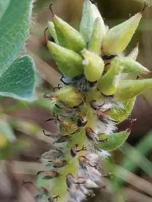 Alpine willow(Salix alpina)