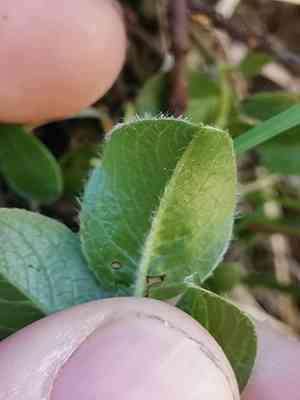 Alpine willow(Salix alpina)