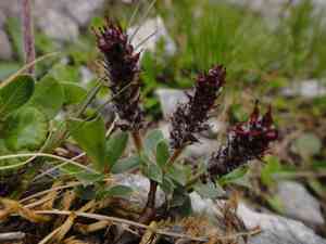 Alpine willow(Salix alpina)