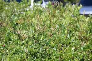 Barclay's willow(Salix barclayi)