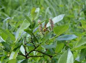 Barclay's willow(Salix barclayi)