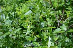 Barclay's willow(Salix barclayi)