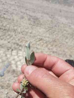 Barren-ground willow(Salix brachycarpa)