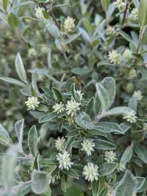 Barren-ground willow(Salix brachycarpa)