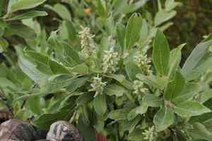 Barren-ground willow(Salix brachycarpa)