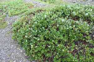Woolly willow(Salix calcicola)