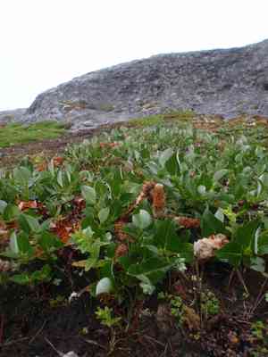 Woolly willow(Salix calcicola)