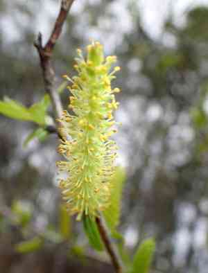 Coastal plain willow(Salix caroliniana)