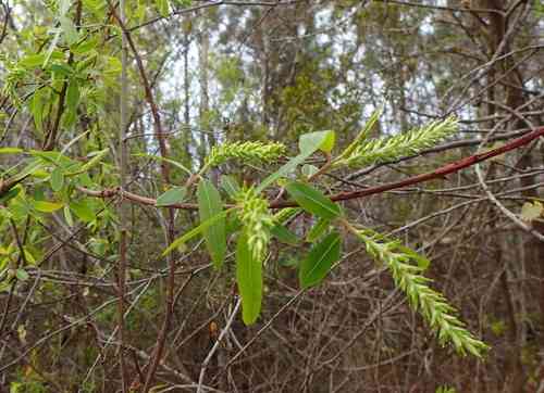 Coastal plain willow(Salix caroliniana)