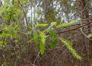 Coastal plain willow(Salix caroliniana)