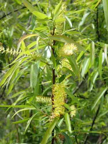 Coastal plain willow(Salix caroliniana)