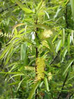 Coastal plain willow(Salix caroliniana)