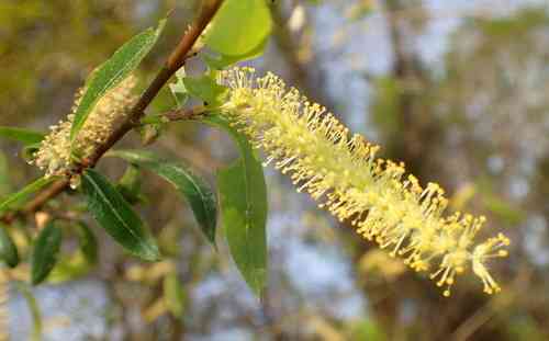 Coastal plain willow(Salix caroliniana)