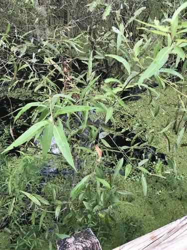 Coastal plain willow(Salix caroliniana)