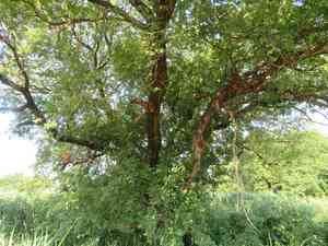 Giant pussy willow(Salix chaenomeloides)