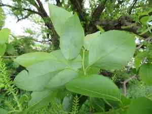 Giant pussy willow(Salix chaenomeloides)
