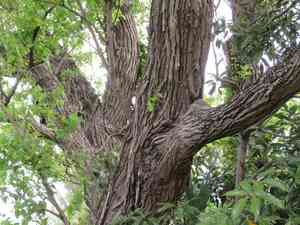Giant pussy willow(Salix chaenomeloides)